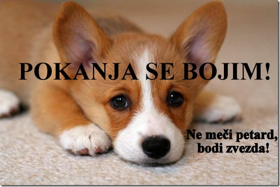 Poskrbimo za naše ljubljence v prazničnem obdobju