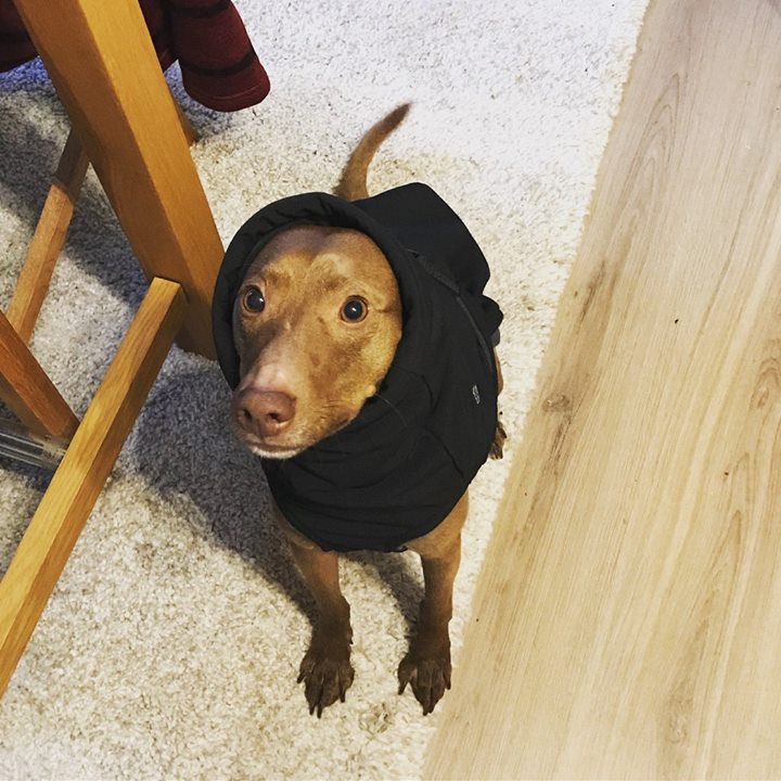 HAPPY KIWI DOGS CUSTOMERS