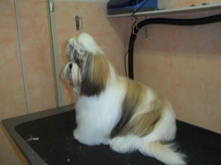 Pasji Frizerski Salon - Kosmati As added a new photo.